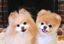 Boo, “The World’s Cutest Dog,” Has Died