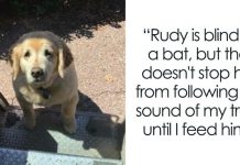 Turns Out, UPS Drivers Have A Facebook Group About Dogs They Meet On Their Routes, And It Will Make Your Day