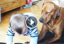 She Saw Her Little Human Trying To Get Into Her Bed. Now Pay Attention To Her Reaction! Aww!