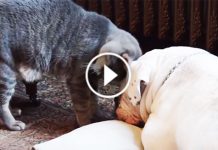 Cat Tries To Wake Up This Dog. Now Wait Till You See What Happens Instead! So Funny!