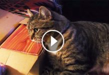 Owner Brought Home Her Departed Dog’s Ashes. Now Watch What The Cat Did Next…Omg!