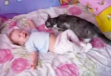 Baby Can’t Stop Crying On The Bed – Now Keep Your Eyes When The Family Cat Leaps Forward