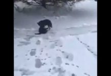 Dog Sees Cat Shivering In Cold Snow – His Unexpected Move Has Owner Running For The Camera