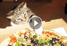 They Caught Their Cat Stealing Pizza. But Then? I’m Grinning Like Wolf…Lol!