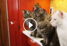 I Still Can’t Believe What She Managed To Teach Her Cats To Do! Whoa You Cannot Miss This!
