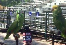 Reporter Asks Two Beautiful Parrots A Question But Doesn’t Quite Get The Response She Was Expecting