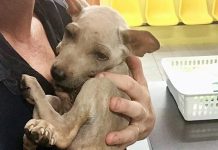 Relieved Homeless Puppy Clings To His Rescuer When He Knows He’s Finally Safe