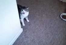 His Neighbor Asked Him To Feed His Cat While He Was Away – Cat Was NOT Happy