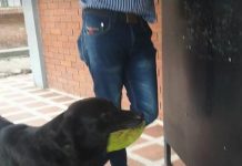 Dog Always Brings A Leaf To ‘Buy’ Himself Treats At The Store