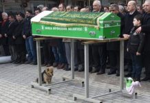 Heartbroken Dog Visits His Best Friend’s Grave Every Day