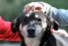 Dog Who Turned To Stone Never Knew She Could Be Loved So Much