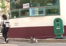 Blind and Abandoned, This Dog Waits In Place For Her Owners To Return