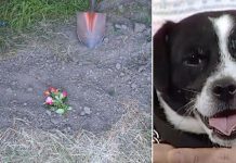 Family Buries Dog Hit By A Car — Hours Later, They Hear A Familiar Sound Outside The Back Door