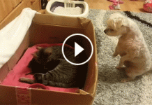 This Pup Meets The Kittens For The First Time. His Reaction? Incredible