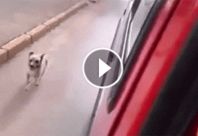 This Dog Is Chasing An Ambulance. When You Find Out Why, You Will Be In Tears!