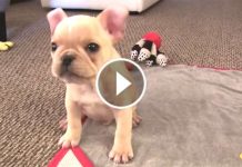 He’s Only 12 Weeks Old. But The Things This Little Pup Can Do Will Leave You Speechless