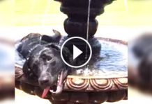 He Went Looking For His Dog. But What He Found His Dog Doing Will Leave You Rolling!