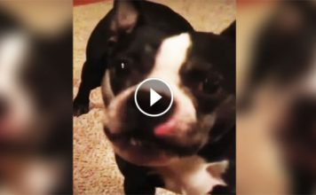 Mom Plays His Favorite Pop Song. But How This Dog Reacts? I Can’t Stop Laughing!