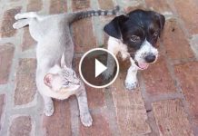 This Pup’s Mom Died. Now Watch What This Mama Cat Does For Him! So Sweet!