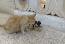 Motherless Puppy Is Crying For Someone To Save Him. Cat Hears Him And Knows He Needs Her Love