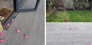 Woman Keeps Finding Pink Flowers On Her Porch Every Day – One Day She Finally Catches Her Secret Admirer In Action