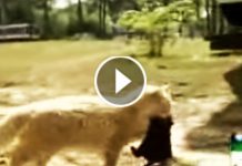 Mama Cat Raises A Litter Of Abandoned Puppies As Her Own After Losing Her Baby Kittens