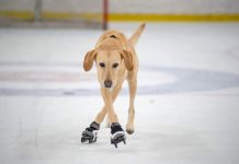 Shelter Dog On Death Row Is Saved By Kind Woman – Becomes World’s First Canine Ice Skating Champion