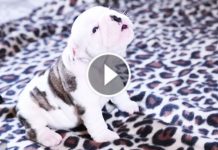 When You Hear This Tiny Bull Dog Trying His First Howl, You Will Melt To The Grounds!