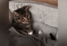 Owner Tucks Kitten In Bed But He Refuses To Sleep. Now Watch When She Hands His Favorite Toy