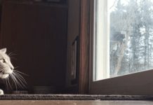 Cat Spots Birds Playing Right Outside The Window – Has Hilarious Response That Leaves Everyone In Stitches