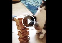 This Cat Was Playing Jenga With Her Owner But I Wasn’t Expecting Her To Do This! Omg!