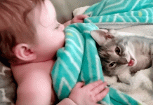 Baby Cuddles Cat On The Couch – Now Wait For Til You See Their Reaction When Mom Says ‘Hello’