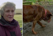Blind Dog Is Too Scared To Leave Basket. Then Owner Adopts A Stray Cat That Changes Everything
