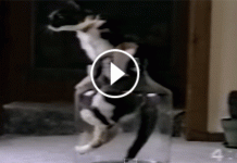 They Put This Poor Cat In A Jar. What Happens When He Struggles To Come Out Is Hilarious