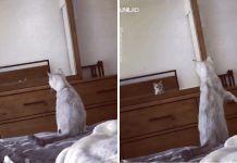 Curious Cat Discovers Its Own Ears For The 1st Time And The Whole Situation Is Hilarious