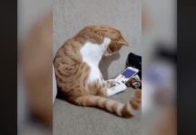 Cat Sees His Owner Who Died Years Ago And Can’t Hold It In When He Sees The Video