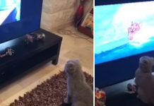 Cat Intently Watches Tv With Owner, Makes Hilarious Move When He Spots Jerry The Mouse On The Screen