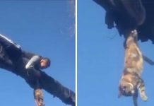 Man Risks His Life To Save Cat Dangling 15 Feet In Air, But Then It Fell Off And He Almost Lost Hope