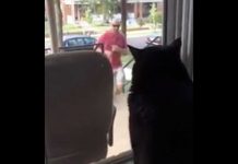 Cat Sees Dad Bringing New Dog Home. His Comeback Has The Internet Rolling With Laughter