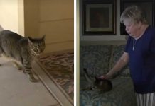 Woman Confused When Cat Asks For Another Walk. Then She Realized He Was Leading Her Somewhere