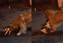 Dog Sees Cat Friend Is About To Get Into A Fight – Prevents Him In A Hilarious Video That’s Going Viral