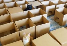 Owner Builds Epic Cardboard Maze For His Cats. 6 Million Have Watched Them ‘Struggle’ Through It