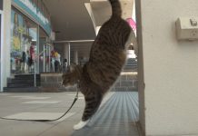 He Tells His Cat To Perform A Trick. The Cat’s Next Move Has Blown The Internet Away