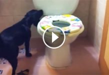 Dad Saw His Dog Go Into The Bathroom. But What His Camera Caught Next Is Priceless! Wow!