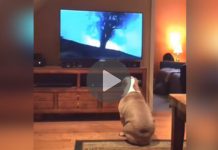 Bulldog Can’t Control Her Excitement When She Sees This Adorable Commercial On Television