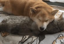 Dog Depressed After His Feline Friend Passed Away – Then Owners Bring New Kitten Home And Everything Changes