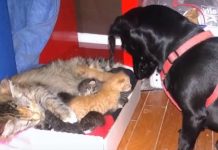 Cat Gives Birth To 7 Adorable Newborn Kittens – But It’s The Dog’s Reaction That’s Melting Everyone’s Hearts