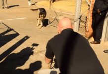 Military Dog Hadn’t Seen His Handler For 2 Years – Loses It When He’s Finally Off-Leash