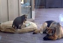 Energetic German Shepherd Puppy Won’t Take His Nap. Mom’s Reaction Is Melting Hearts Everywhere