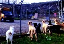 Dogs Patiently Sit By Daycare Fence Every Morning. The Reason Why Is Warming Everyone’s Hearts